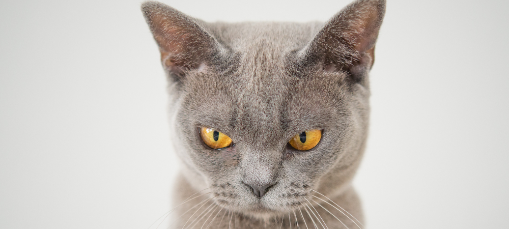 ¿Alguien te hizo enojar hoy? GET CURIOUS NOT FURIOUS